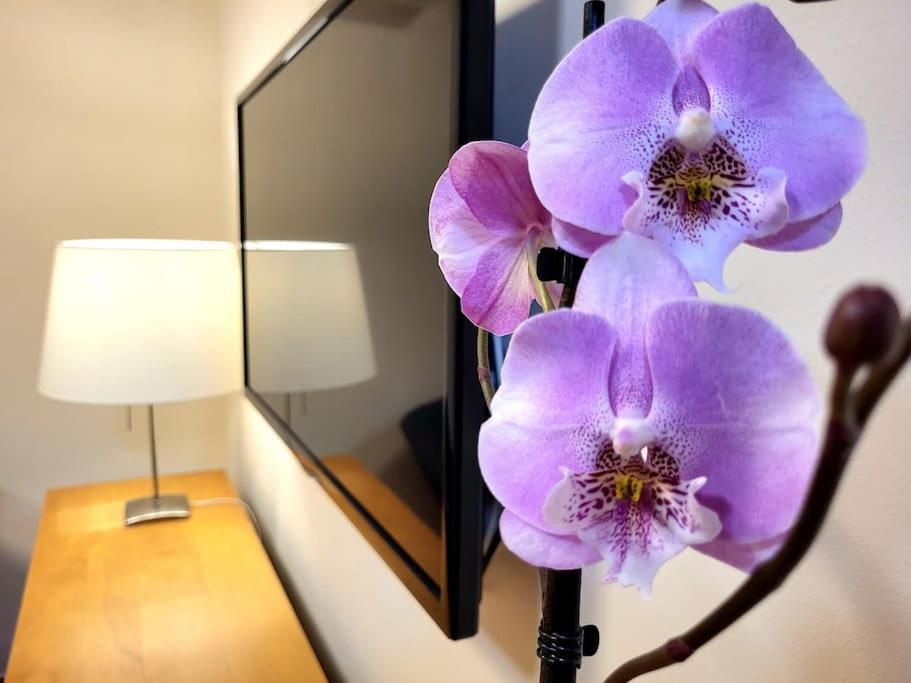 Flamenco, Apartamento Exclusivo De Dos Habitaciones En El Pleno Del Casco Antiguo, Alicante, Playa, Centro Historico, Rambla Dış mekan fotoğraf