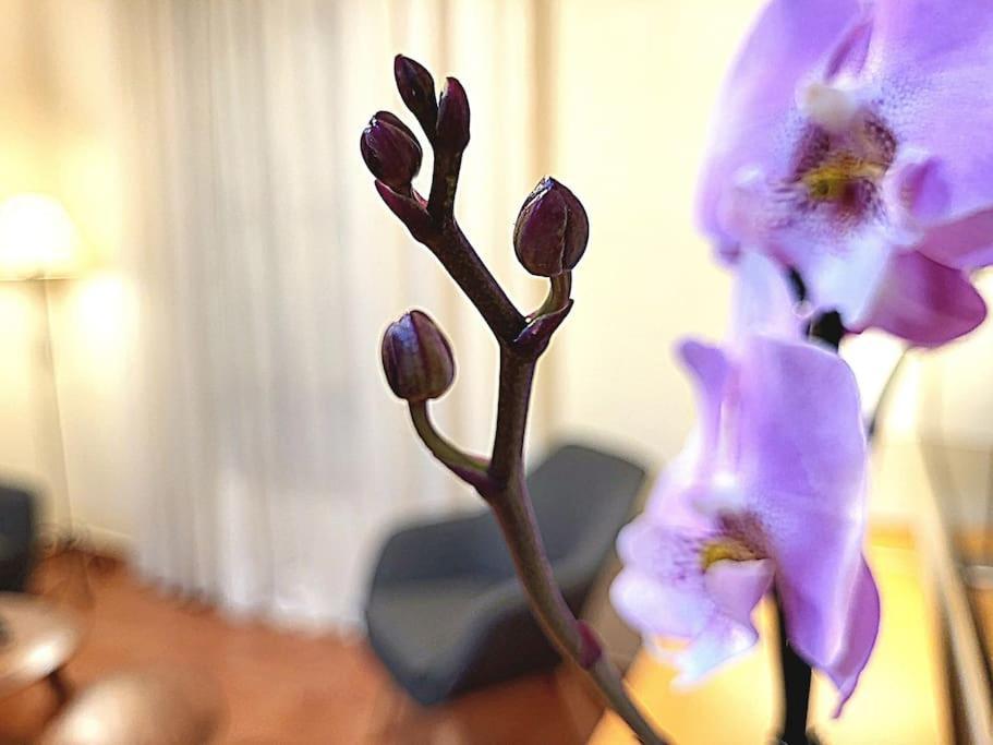 Flamenco, Apartamento Exclusivo De Dos Habitaciones En El Pleno Del Casco Antiguo, Alicante, Playa, Centro Historico, Rambla Dış mekan fotoğraf